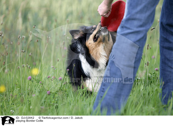 spielender Border Collie / playing Border Collie / DJ-02842