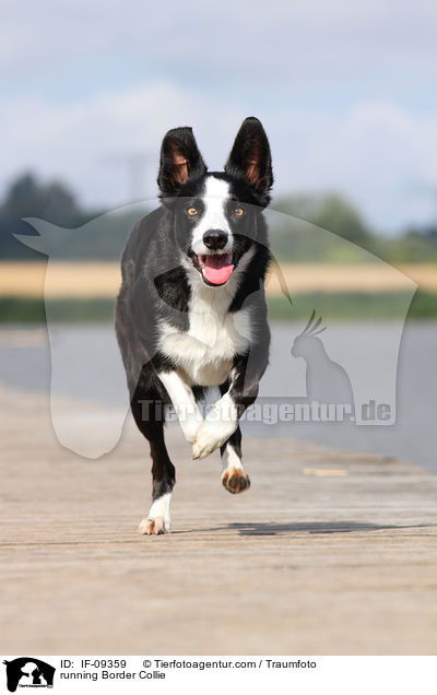 rennender Border Collie / running Border Collie / IF-09359