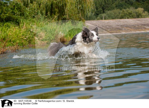 rennender Border Collie / running Border Collie / SST-10538