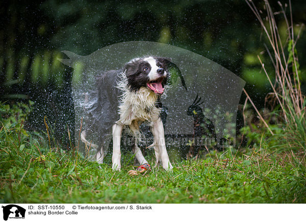 Border Collie schttelt sich / shaking Border Collie / SST-10550