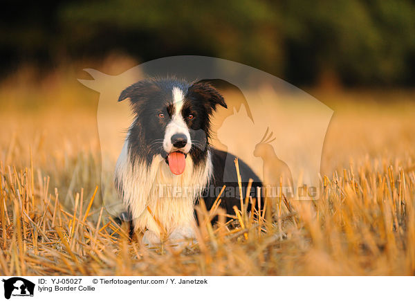 liegender Border Collie / lying Border Collie / YJ-05027