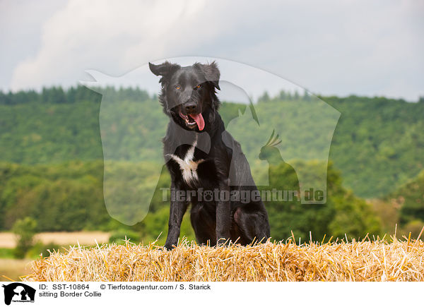 sitzender Border Collie / sitting Border Collie / SST-10864