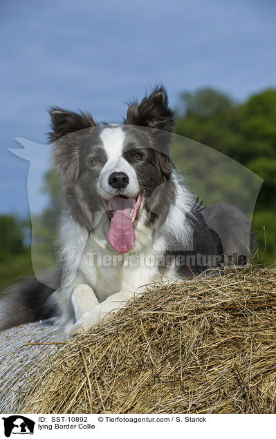 liegender Border Collie / lying Border Collie / SST-10892