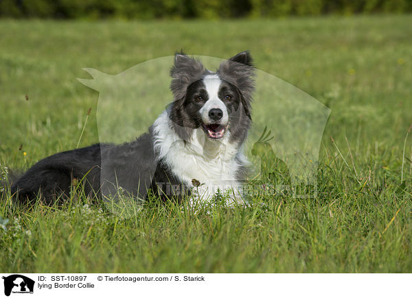 liegender Border Collie / lying Border Collie / SST-10897