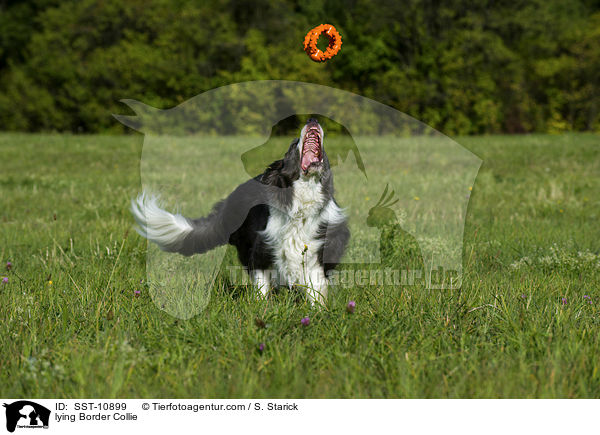 liegender Border Collie / lying Border Collie / SST-10899