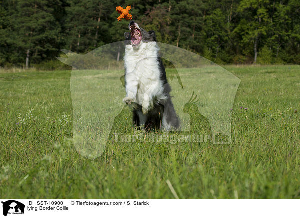 liegender Border Collie / lying Border Collie / SST-10900