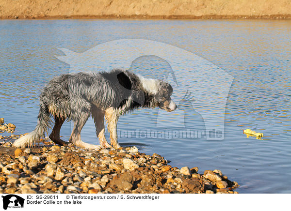 Border Collie am Wasser / Border Collie on the lake / SS-29611