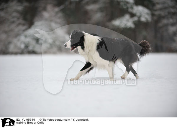 laufender Border Collie / walking Border Collie / YJ-05549