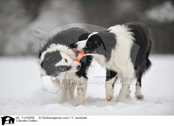 2 Border Collies / 2 Border Collies / YJ-05559