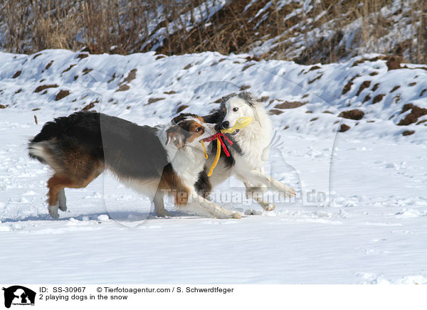 2 spielende Hunde im Schnee / 2 playing dogs in the snow / SS-30967