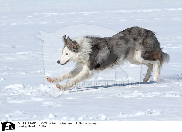 rennender Border Collie / running Border Collie / SS-31052