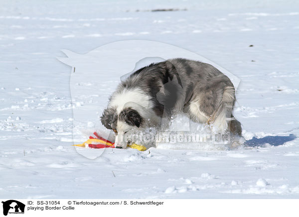 spielender Border Collie / playing Border Collie / SS-31054