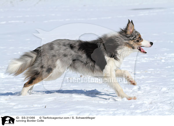 rennender Border Collie / running Border Collie / SS-31066