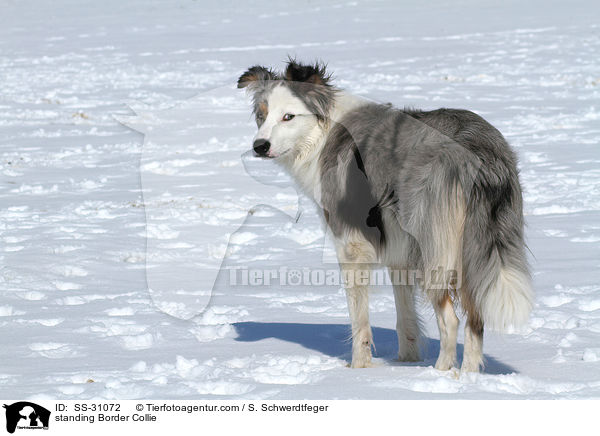 stehender Border Collie / standing Border Collie / SS-31072