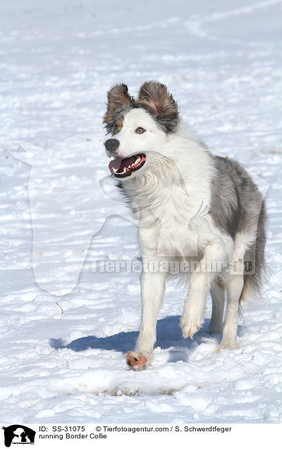 rennender Border Collie / running Border Collie / SS-31075