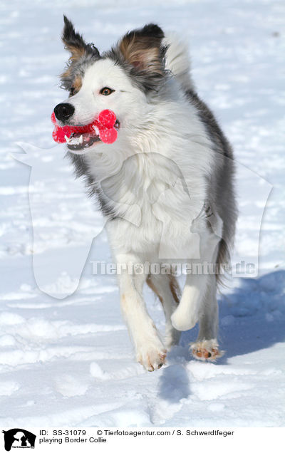 spielender Border Collie / playing Border Collie / SS-31079