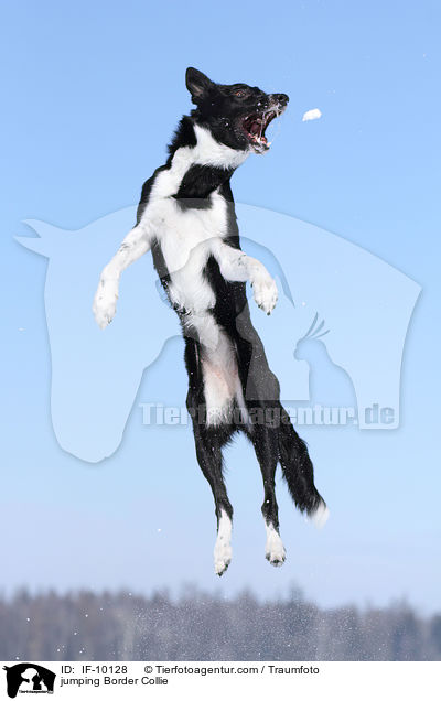 springender Border Collie / jumping Border Collie / IF-10128