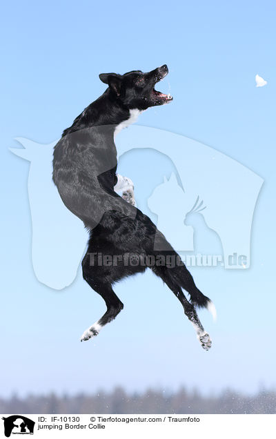 springender Border Collie / jumping Border Collie / IF-10130