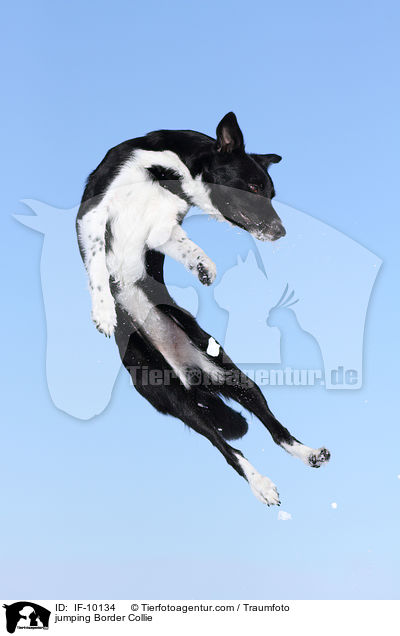 jumping Border Collie / IF-10134