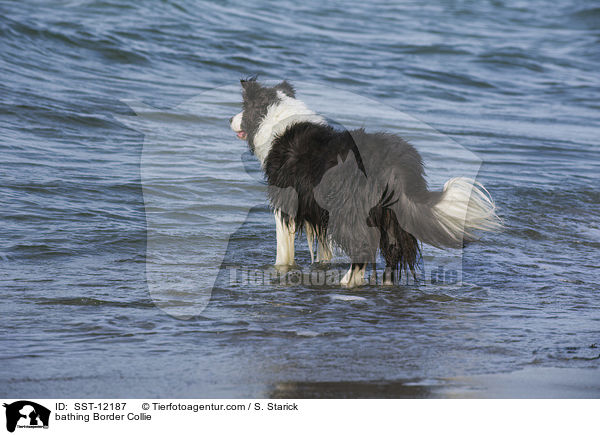 badender Border Collie / bathing Border Collie / SST-12187