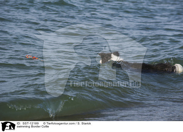 schwimmender Border Collie / swimming Border Collie / SST-12189