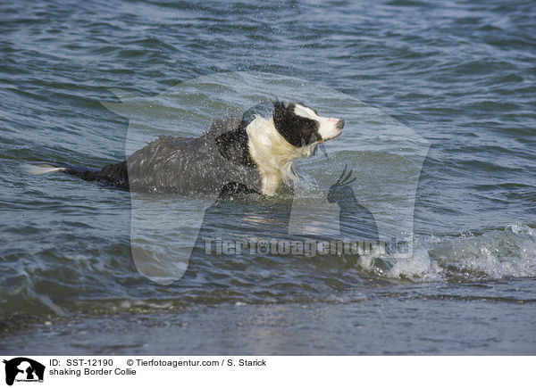 Border Collie schttelt sich / shaking Border Collie / SST-12190