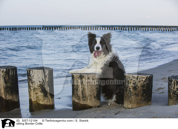 sitzender Border Collie / sitting Border Collie / SST-12194