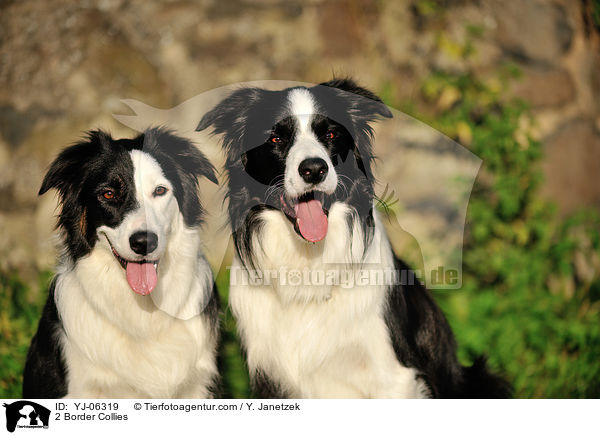 2 Border Collies / 2 Border Collies / YJ-06319