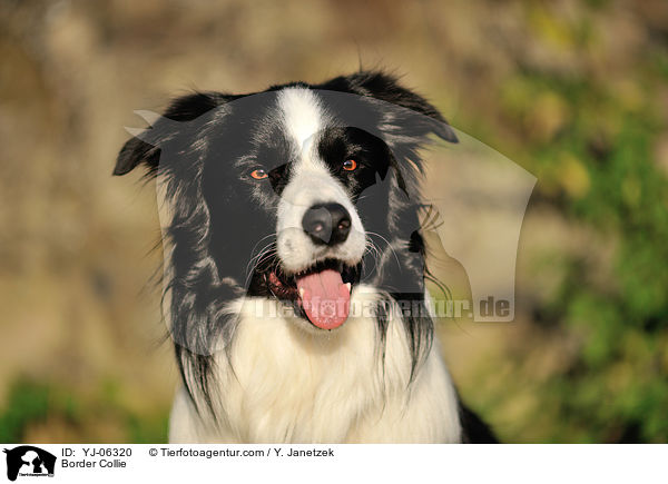 Border Collie / Border Collie / YJ-06320