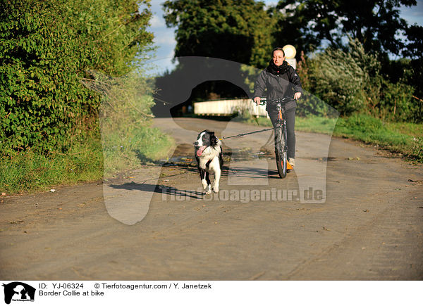 Border Collie am Rad / Border Collie at bike / YJ-06324