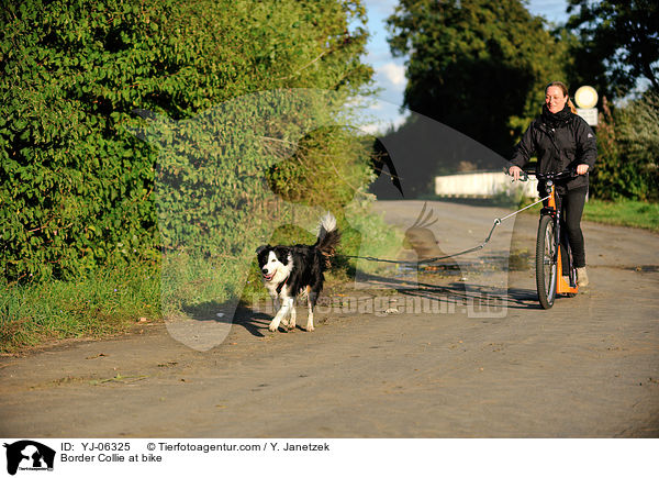 Border Collie am Rad / Border Collie at bike / YJ-06325