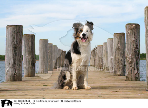 sitzender Border Collie / sitting Border Collie / SS-33008