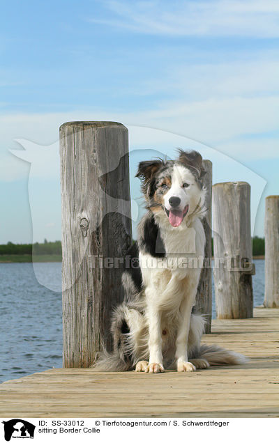 sitzender Border Collie / sitting Border Collie / SS-33012