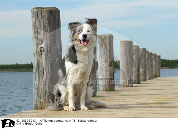 sitzender Border Collie / sitting Border Collie / SS-33013