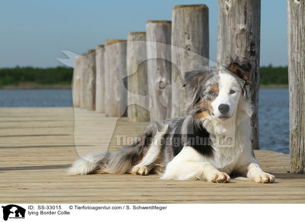 liegender Border Collie / lying Border Collie / SS-33015