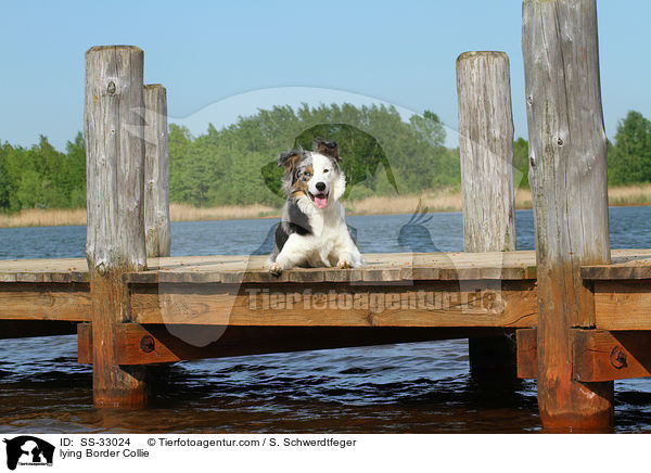 liegender Border Collie / lying Border Collie / SS-33024