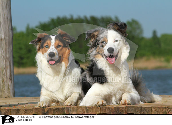 2 liegende Hunde / 2 lying dogs / SS-33078