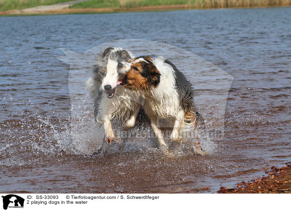 2 im Wasser spielende Hunde / 2 playing dogs in the water / SS-33093