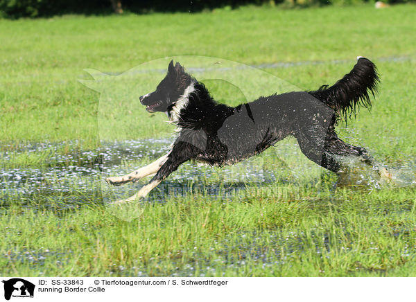 rennender Border Collie / running Border Collie / SS-33843