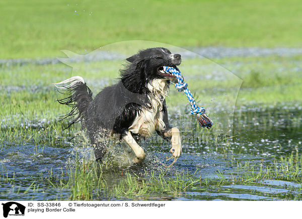 playing Border Collie / SS-33846