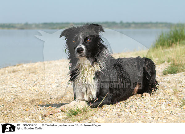 liegender Border Collie / lying Border Collie / SS-33906