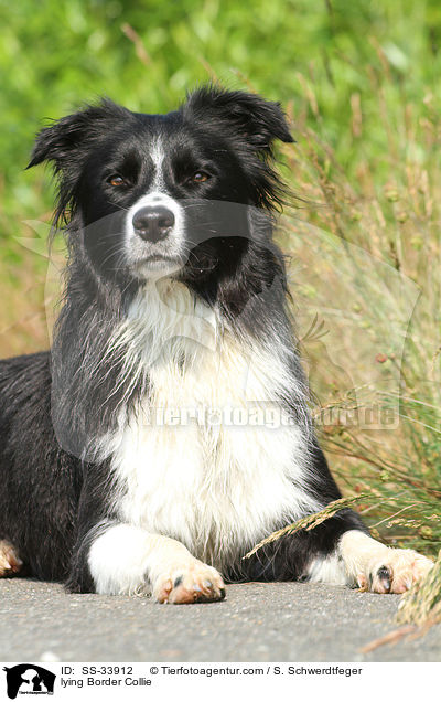 liegender Border Collie / lying Border Collie / SS-33912