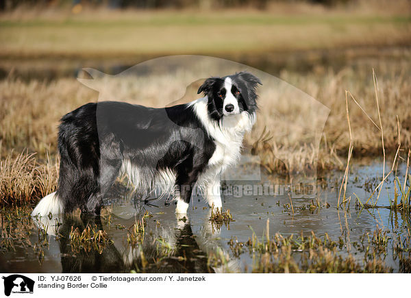 stehender Border Collie / standing Border Collie / YJ-07626