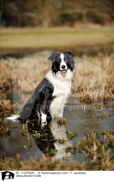 sitzender Border Collie / sitting Border Collie / YJ-07628