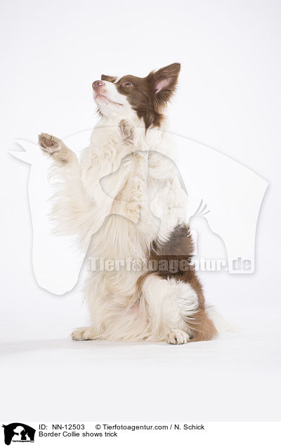 Border Collie macht Mnnchen / Border Collie shows trick / NN-12503