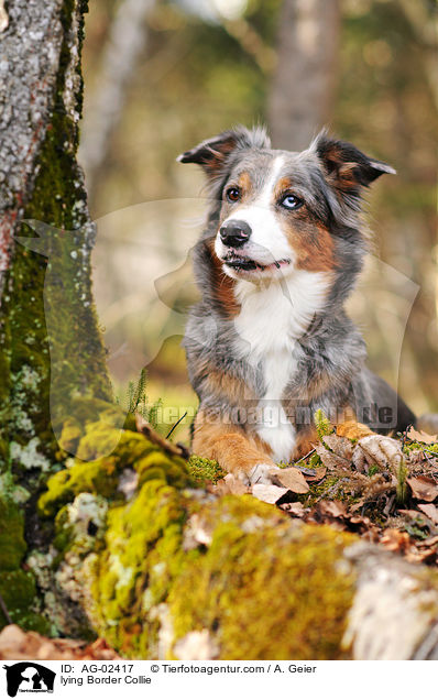 liegender Border Collie / lying Border Collie / AG-02417