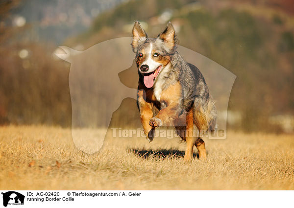 rennender Border Collie / running Border Collie / AG-02420