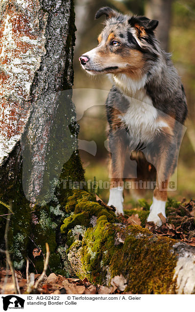 stehender Border Collie / standing Border Collie / AG-02422