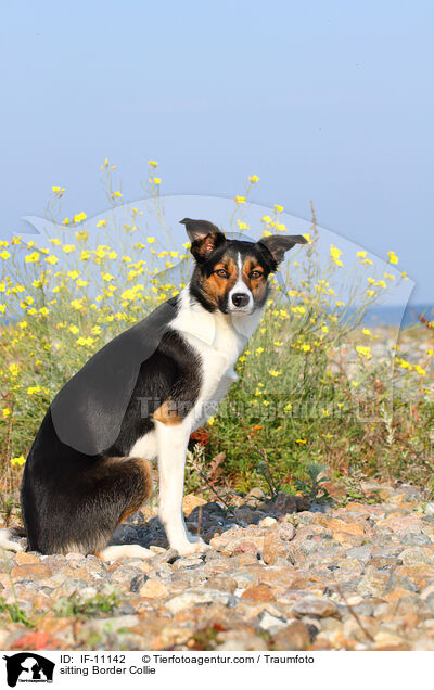 sitzender Border Collie / sitting Border Collie / IF-11142