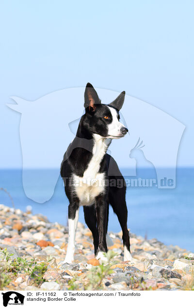 stehender Border Collie / standing Border Collie / IF-11162